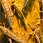 Insect Swarms