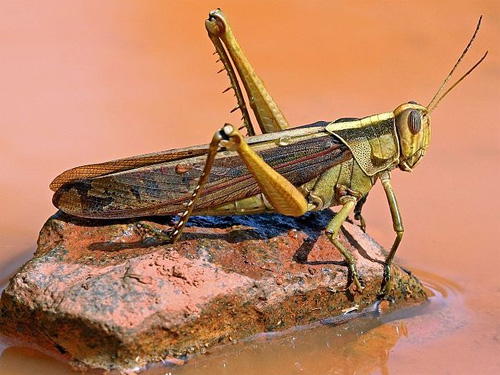 Garden locust from Charles J. Sharp of Sharp Photography. 