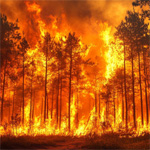 Wildfires
