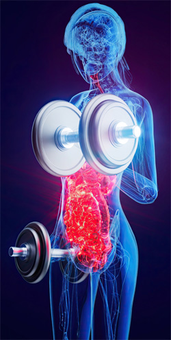 Gut Health and Exercise Go Hand in Hand