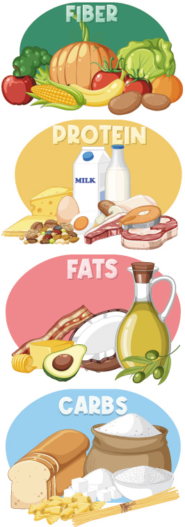 Fiber - Protein - Fat - Carbs