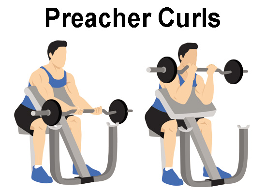 Preacher Curls