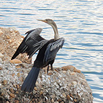 Cornell Lab of Ornithology