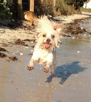 Marijuana, Morphine and the Runners High