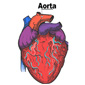 Do You Have an Aortic Aneurysm? - Take the Thumb-Palm Test to See