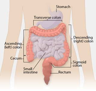 The large and small intestine. 